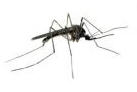 Mosquito