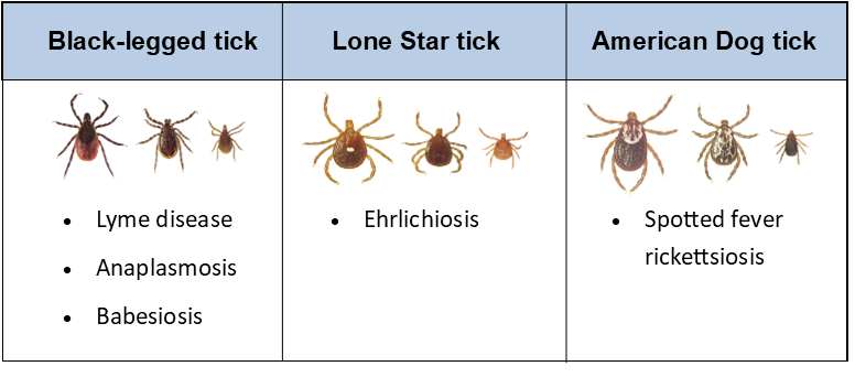 Types of Ticks found in New Jersey