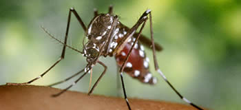 Asian tiger mosquito