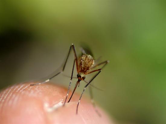 A mosquito